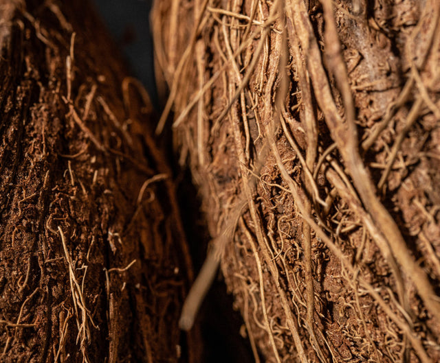 Coconut Fiber.jpg